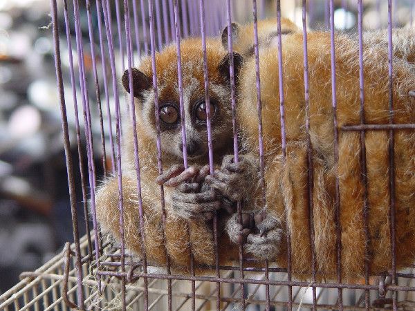A slow loris from a wildlife market in Southeast Asia. Organized crime, that feeds an illegal market in animal parts, is threatening many charismatic species. (Image: © Elizabeth Bennett/Wildlife Conservation Society)